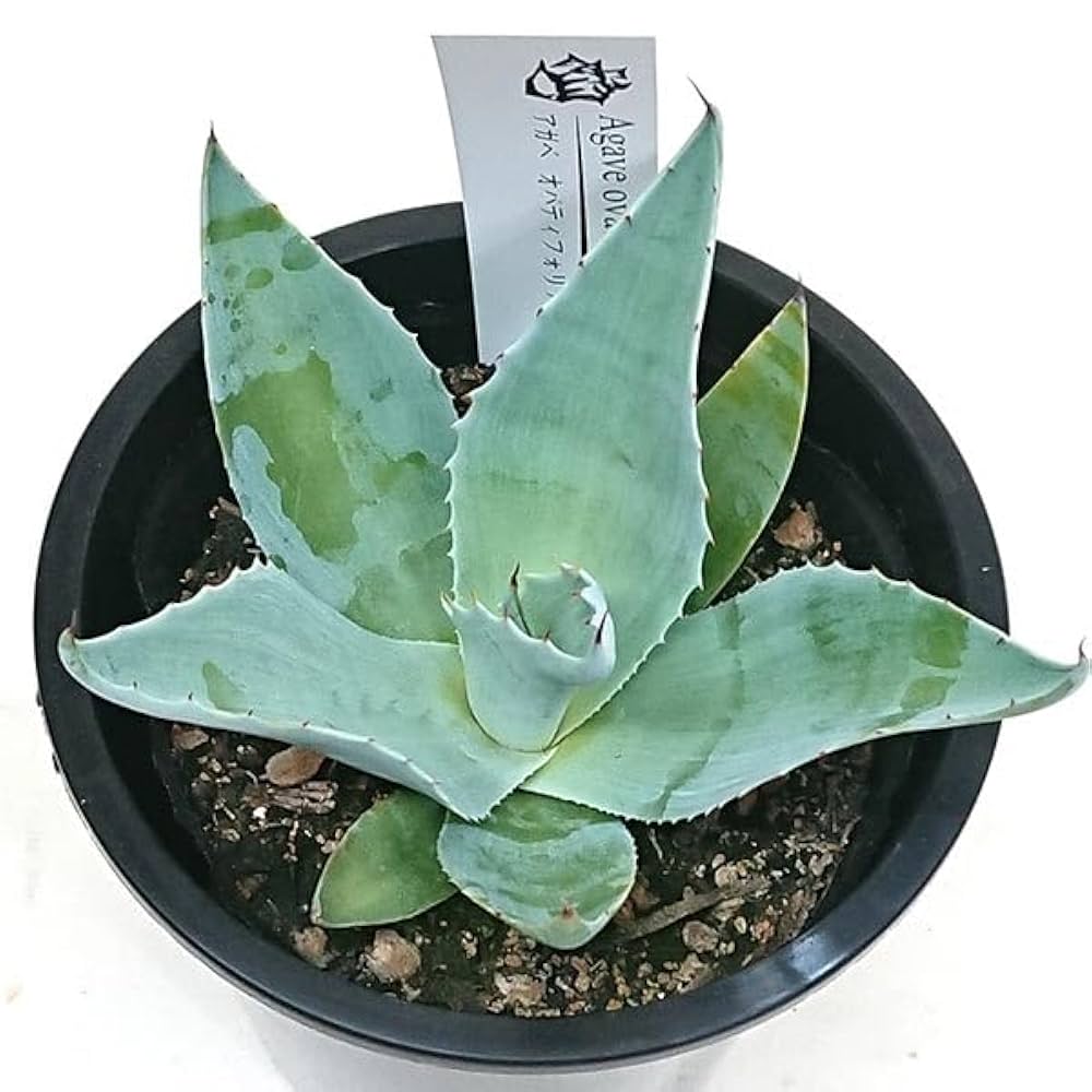 オバティフォリア　直径約80cm オバティフォリア 直径約80cm オバティフォリア 直径約80cm アガベ