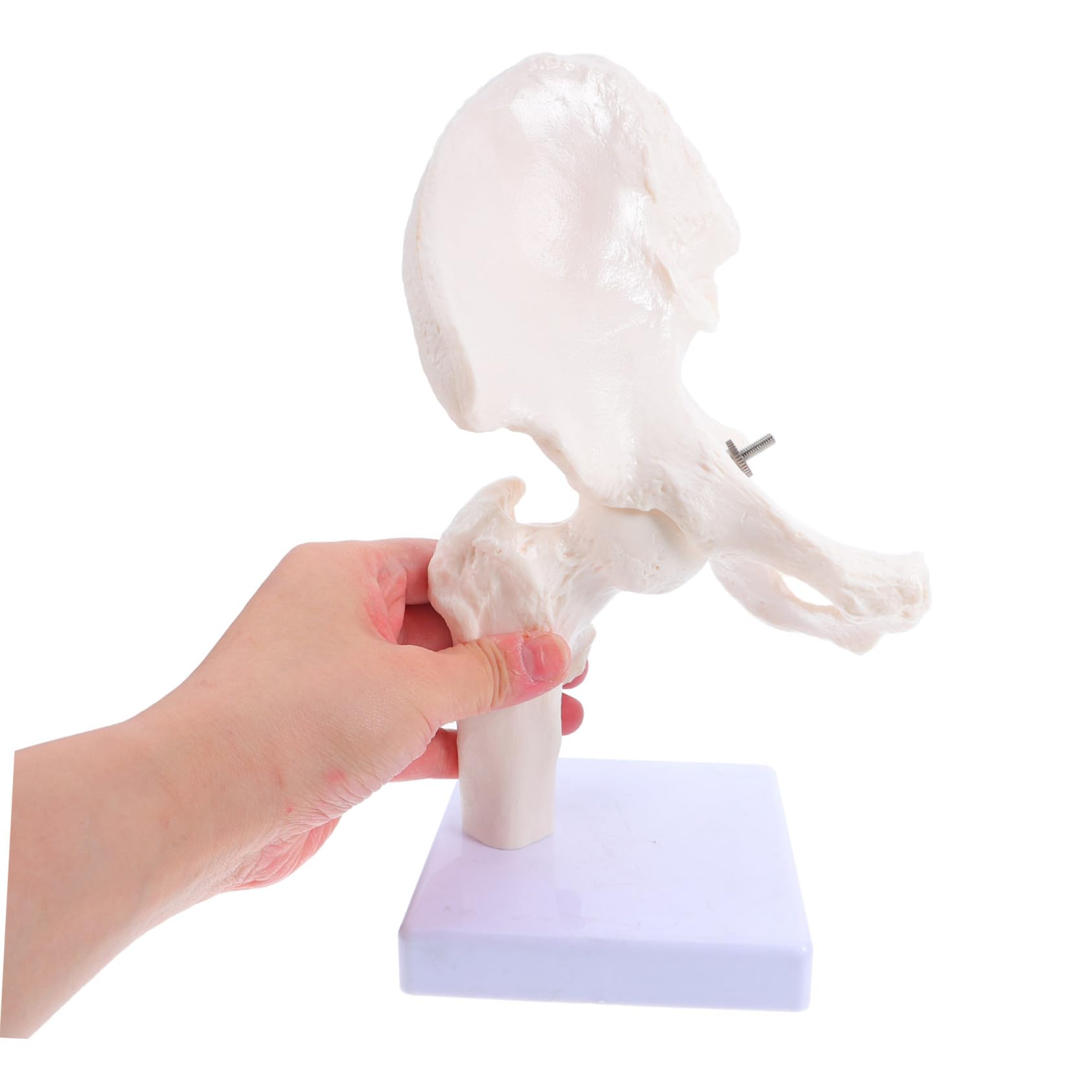 Anatomico Scheletrico Umano Per Studio Anatomia Strumento Didattico Per Scuole e Laboratori Realistico e Duraturo Per Educazione Scientifica e Comprensione Della Struttura Ossea