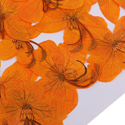 12 flores secas prensadas Cassiae para decoración miniatura 4