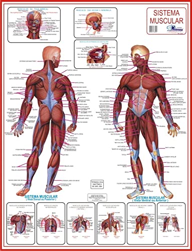 KIT COM 3 MAPAS DE ANATOMIA HUMANA - GIGANTES !!! : SISTEMA MUSCULAR/SISTEMA ESQUELÉTICO 1 / SISTEMA
