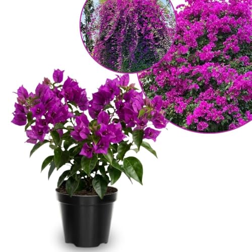 Set of 2 Bougainvillea Live Plants, 5-7 Inch, Dark Purple