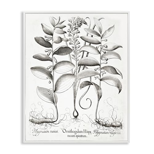 Poster botanique vintage blanc 50x40 cm Stupell Industries encadré - 2