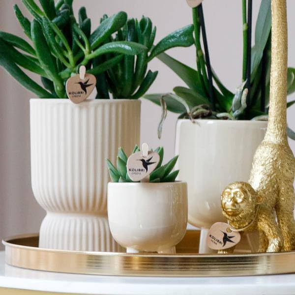 Zestaw roślin Luxury Living – biała orchidea Phalaenopsis Amabilis + sukulenty – trawertyn ceramiczne doniczki ozdobne – w zestawie fantazyjne akcesoria do małp – modny zestaw dekoracyjny do wnętrz