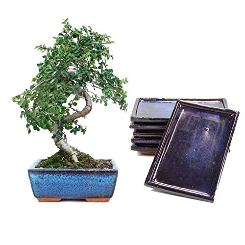BONSAI ZELKOVA 6 AÑOS CON PLATO A JUEGO Cover