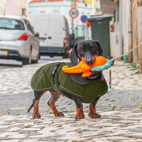 Hjyokuso Hundemantel Dackel M, Winddichter Wasserdichter Wintermantel Für Dackel Hunde, Hundejacke Für Kleine Hunde XS, Hundemantel Winter Mit Bauchschutz Leinenloch, Winterjacken Für Hunde-Armeegrün