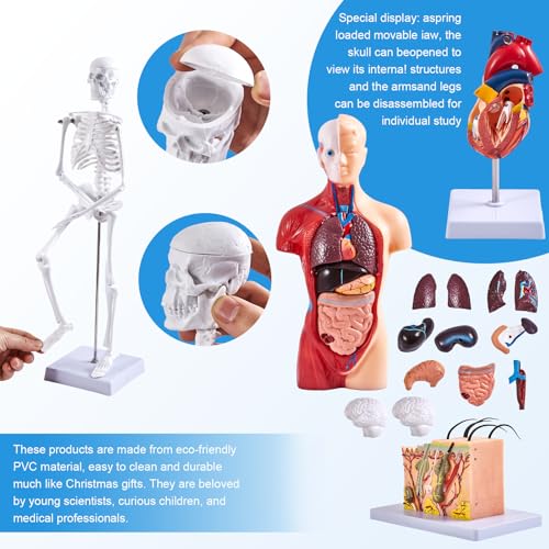 Image of Human Anatomy Model Set | Torso, Heart, Skeleton, Skin, Brain | Comes with Portable Carrying Case | Ideal Educational Gift for Students & Teachers
