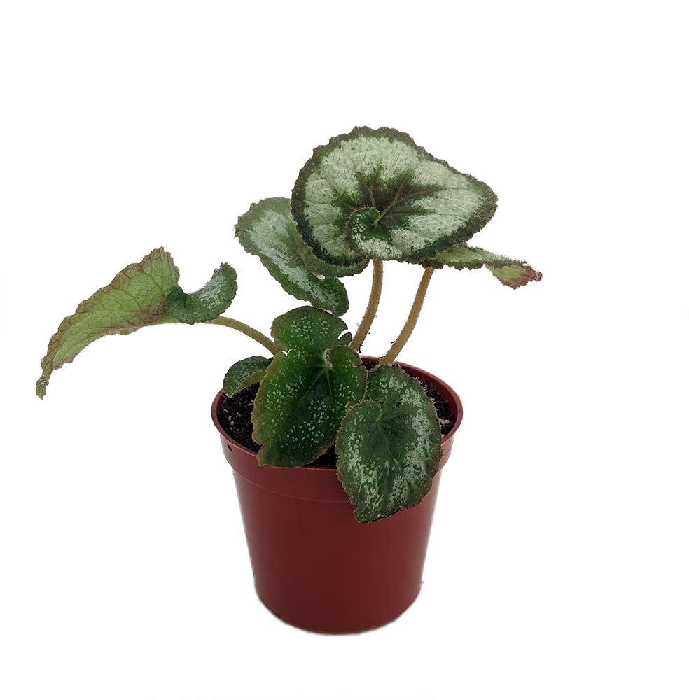 Amazon.com : Escargot Rex Begonia Plant - 2.5 Pot - Great Houseplant :  Patio, Lawn & Garden