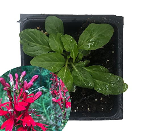 Smoke Camp Crafts Organic Cardinal Flower