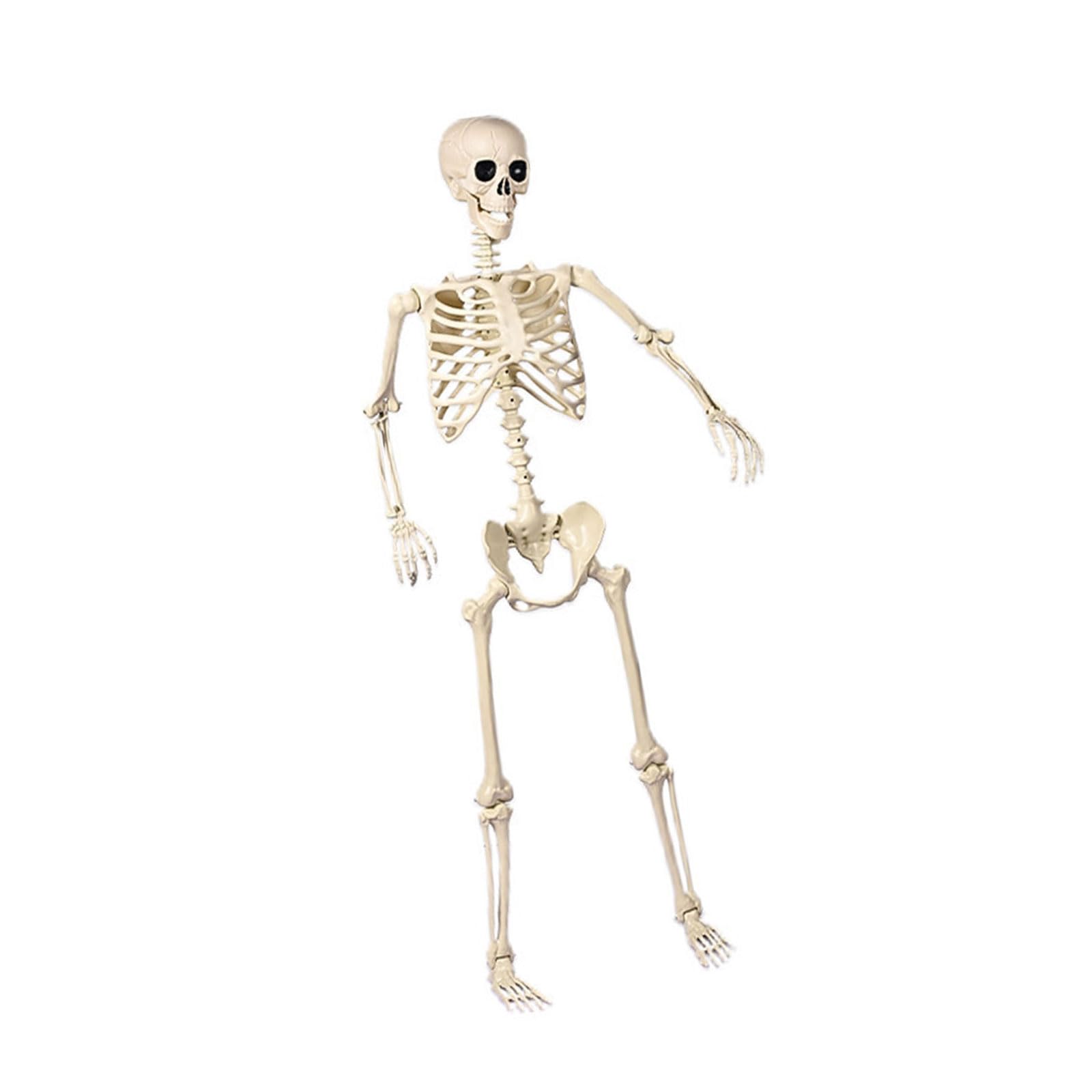 Esqueleto de Halloween de tamaño real resistente para interiores y exteriores, decoración espeluznante para casa encantadora, cementerio, fiesta, esqueleto de tamaño real para Halloween