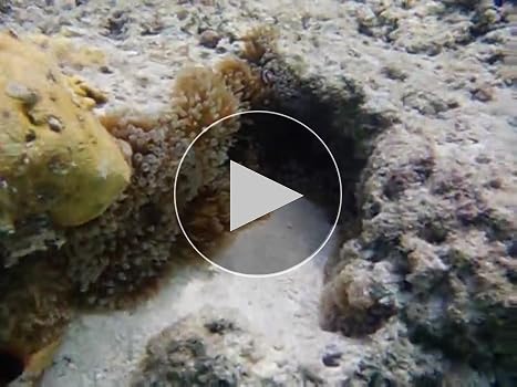 Kenko 防水デュアルモニターデジタルカメラ DSC1480DW IPX8相当防水 1.5m耐落下衝撃 434758 9n2op2j Amazon | Kenko 防水デュアルモニターデジタルカメラ DSC1480DW