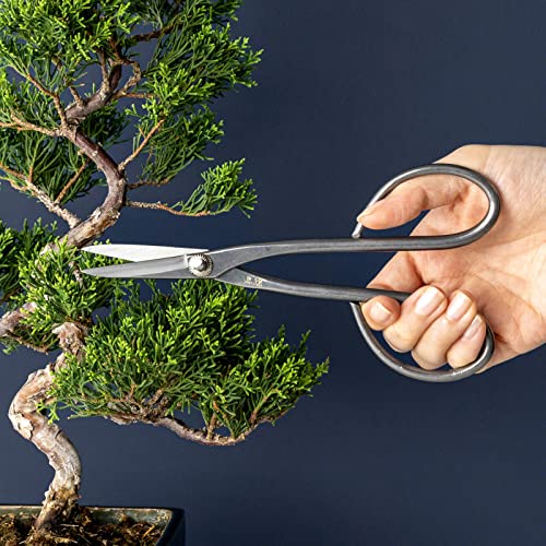 Wazakura Yasugi Stainless Steel Made in Japan Satsuki Bonsai Scissors 7.09" (180 mm), Hasami Pruning and Trimming Shears - Image 3