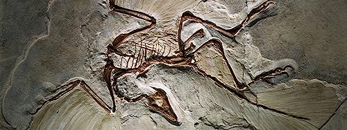 The fossil that launched a dinosaur revolution