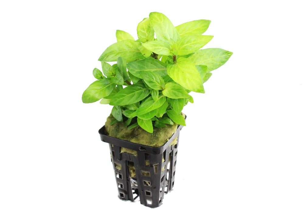 kirschlorbeer elly Kirschlorbeer Elly (Prunus laurocerasus 'Elly') | 60-80 cm mit  Wurzelballen