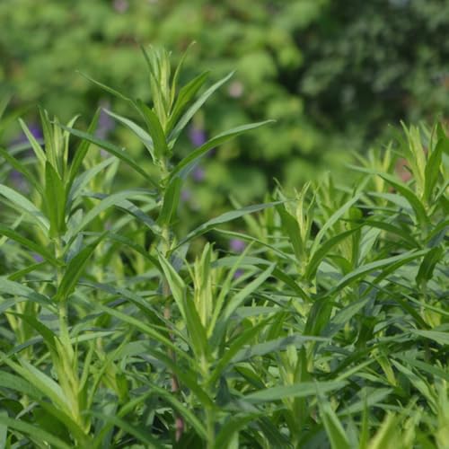 semi di dragoncello biologici, giardino tappezzanti di dragoncello copertura del terreno rare, biologici, balcone 130pcs