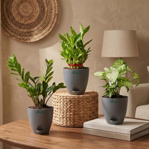 Image of ZZ Green, Lucky Bamboo & Syngonium Green Live Indoor 3-Plant Combo in 4-Inch Self-Watering Matte Grey Pots | Low-Maintenance, Air-Purifying Houseplants for Home, Office & Desk Decor