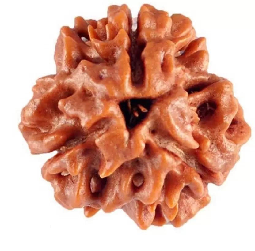 shivtantra Three mukhi Rudraksha Quality Bead Original, Certified Rudraksha for Men and Women, Color Brown and Puja Instructions-picture-27