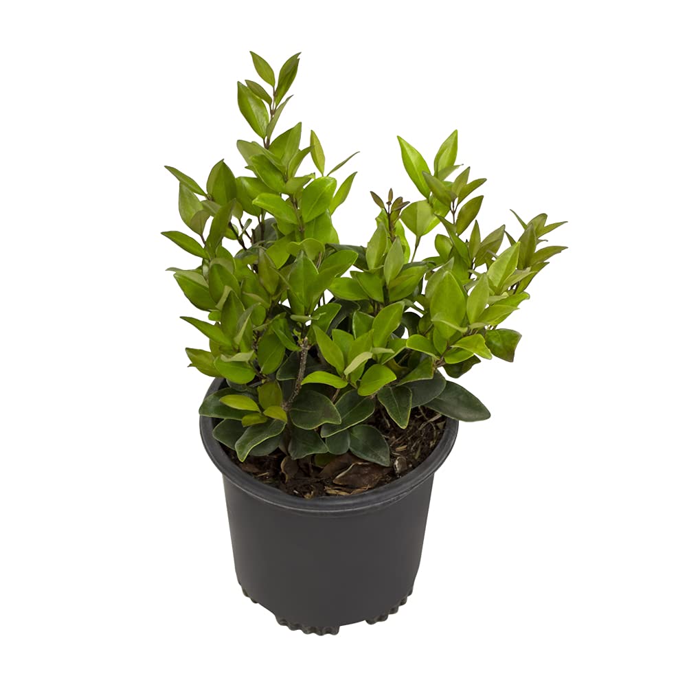 Ligustrum Plant, Ligustrum Waxleaf Privet Indoor Plants, Ligustrum