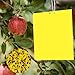 Yzwuyou 20pcs Jaune Anti Moucherons Attrape Moucheron Double Face Viscosité Bande Glue Arbre 20*10cm Aucun Insecticide Piège pour Anti Moucherons Plantes Interieur Nematodes Glu Arboricoles Pucerons "