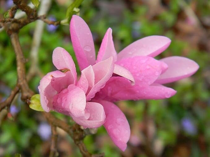 Jane Magnolia Tree, 6-12” Tall, Live Shrub in 2.5” Pot - Perfect for Gardens & Landscaping