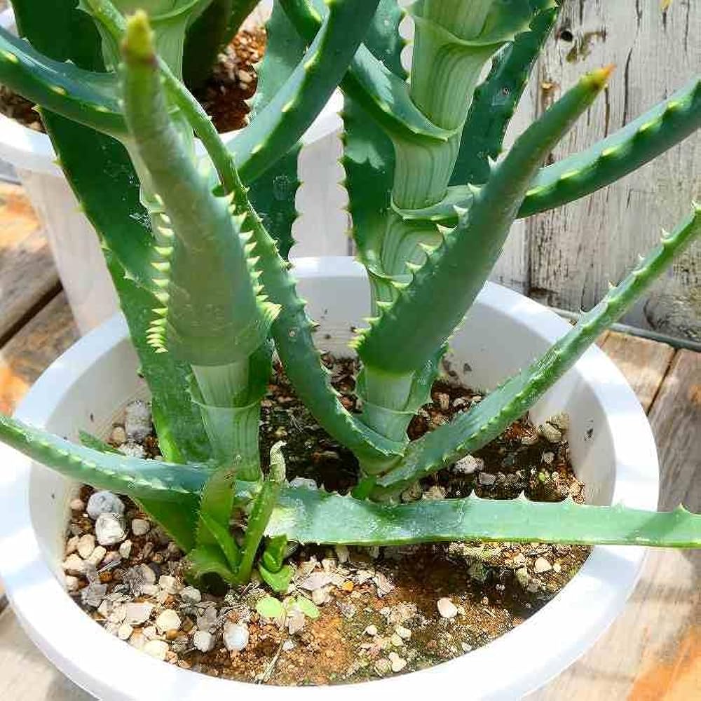 5番　アロエ　ぺぺ　多肉植物　抜き苗　¥500 5番 アロエ ぺぺ 多肉植物 抜き苗 ¥500 5番 アロエ ぺぺ 多肉植物 抜き