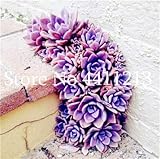 Wir versenden international Bloom Green Co. 300 PC Sempervivum Bonsai deutschen Importe von Topfpflanzen Sukkulenten Bonsai Radiation fleischige Pflanze Lila Dach-Hauswurz: 18