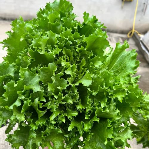 Semillas de lechuga, semillas de lechuga hoja, invierno jardín rocas resistentes jardín para camas elevadas variedades antiguas 700pcs