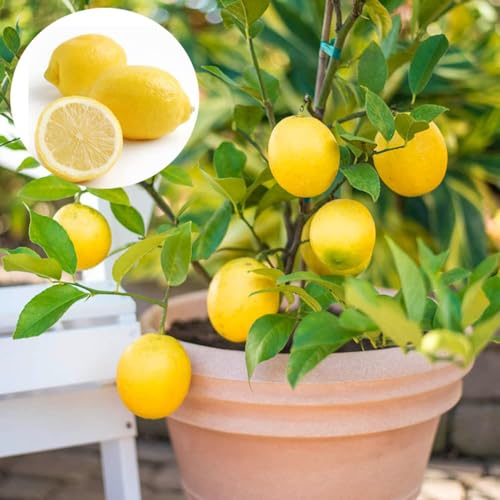 Image of Thai All Time Lemon SeedLess Lemoon Plant Nimbu Plant Hybrid Lemon tree Plant Black Pot
