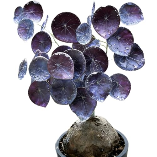 mkiytfdn Stephania Erecta | Rare Caudex Bonsai for Indoor Home & Office Decor-1Bulbs-G