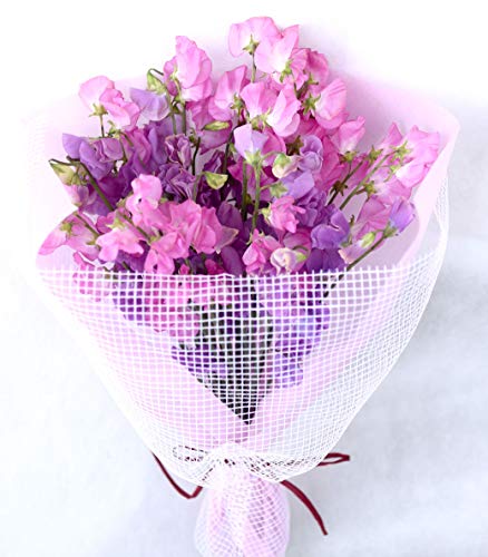 生花 スイートピー 生花の人気商品 通販 価格比較 価格 Com