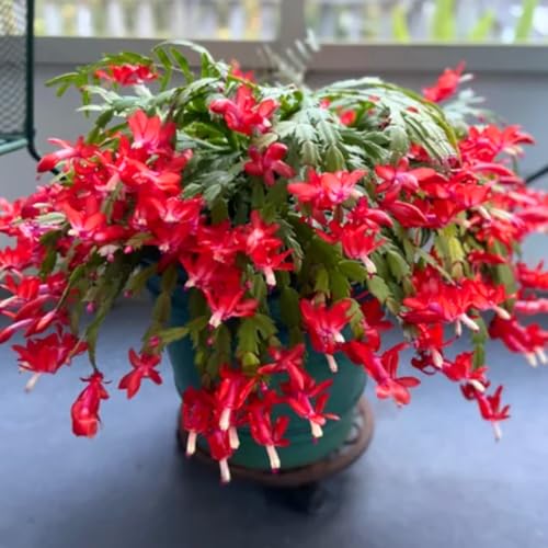 Christmas Cactus Plant Live, Holiday Cactus Live Plant, 4 to