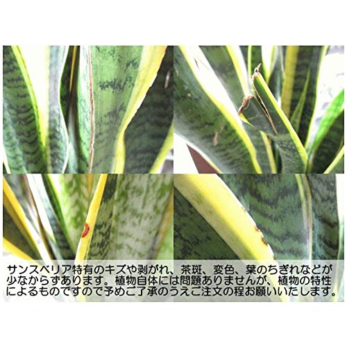 Amazon｜マイナスイオン効果 観葉植物 空気清浄樹【サンスベリア 7号 