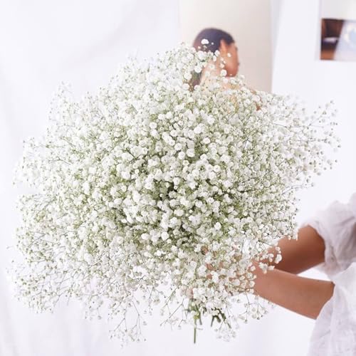 1000 Semi di Gypsophila Paniculata, Gipsophila o Velo della Sposa, Fiori Decorativi per decorazioni e Bouquet