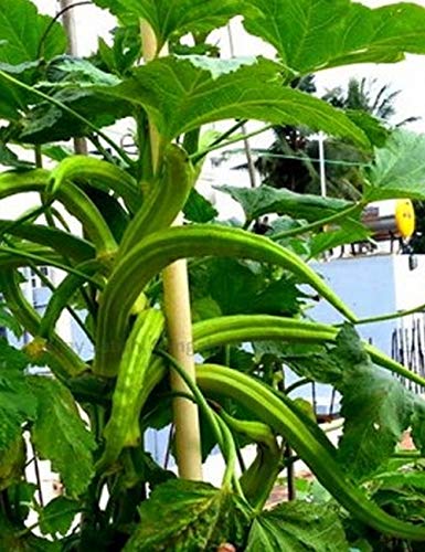 Golden Hills Farm Hybrid Aanakomban Venda Elephant Tusk Okra 40+ seeds (B096KZSJQ7) Amazon Price History, Amazon Price Tracker