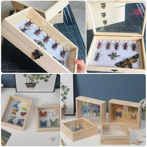 Vitrine à insectes antidérapante OSALADI pour sécuriser les collections fragiles - 7