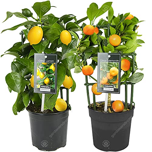 GardenersDream Lemon and Orange Tree Collection - Live Citrus Trees for Home - Duo Indoor Fruit Plants for Home Office and Conservatory - Grow Your Own Fruit - House Plants (20-25 cm)