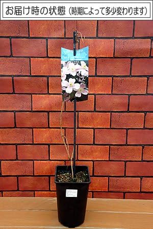 Amazon モンタナ系 クレマチス ピンク パーフェクション ４ ５号サイズポット苗 花