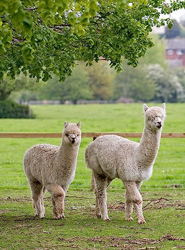 Image of WARRIOR ALPACA SOCKS - Everyday Warrior Collection - All-Purpose Alpaca Socks - Daily Wear for Every Season
