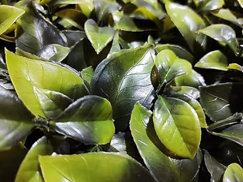 Image of Wall Grass (6 Pcs), Artificial Grass for Wall Decoration, Vertical Garden Artificial Mat, Artificial Grass Tiles for Balcony (Green Big Leaves, 60cm x 40cm x 8cm, Plastic, Pack of 6)