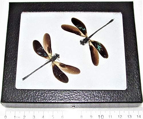 BicBugs Euphaea variegata Framed Green Black Dragonfly damselfly Duo Indonesia