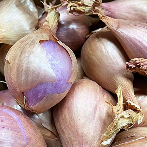 Amazon.co.jp: アメリカ産 エシャロット 約1kg（袋つめ） : 食品・飲料