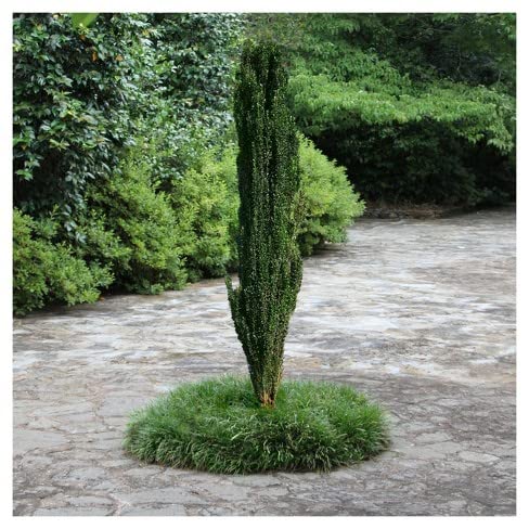 Greenwood Nursery Sky Pencil Japanese Holly Tree