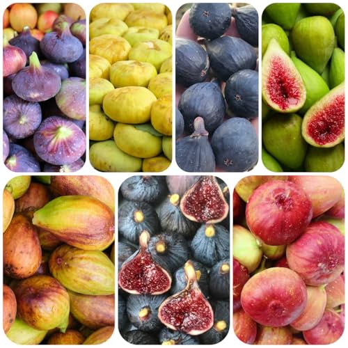 Acquistare semi di fico - resistenti per balconi fichi coltivazione, semi per aiuole rialzate 200pcs