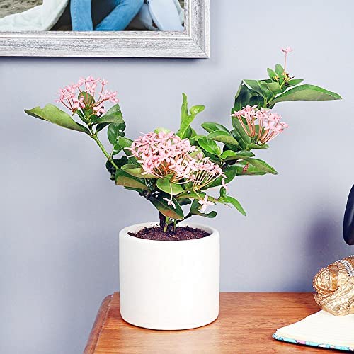 APS Green Nature Enterprise White Ceramic Plant Pot 5.3 Inch Crescent Moon Embossed Cylinder