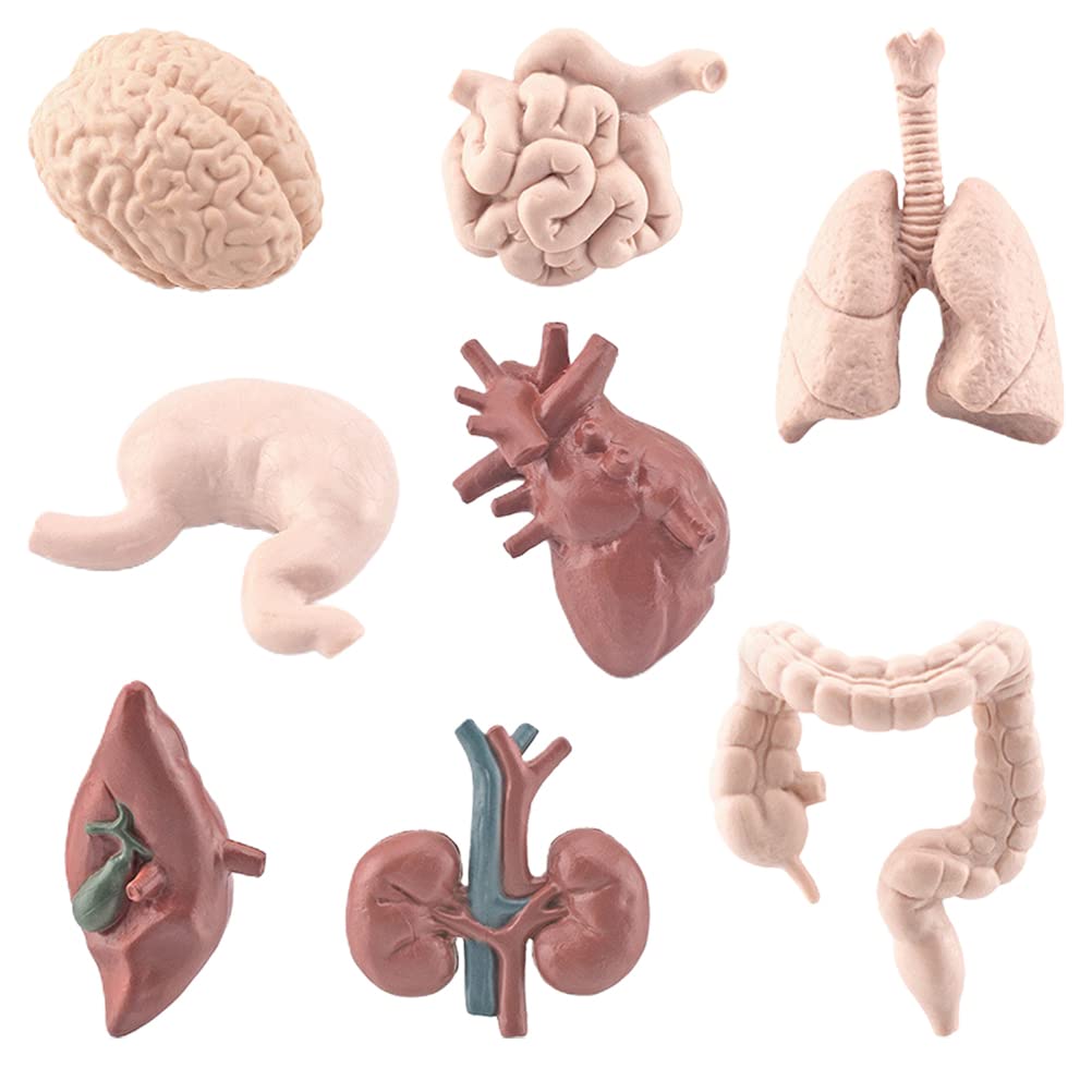 8Pcs Simulation Human Body Organs Models Educational Toys Preschool Science Home School Teaching Aids for Kids -Heart Visceral Brain Skeleton Medical School Nursing Educational