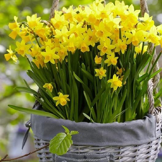 Daffodil Mix Live Flower Plant for Home Garden Pack of 5 Pc in One Pot By Udanta Seeds