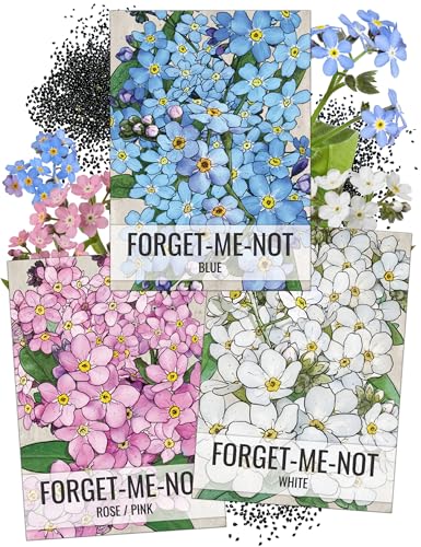 Seed Needs Forget Me Not Seeds Variety Pack of 3 Flowers for Planting