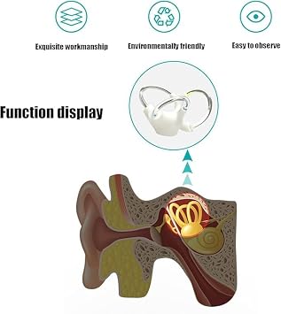 Semicircular Canal Cochlear Teaching Model, Inner Ear Cochlea Model | 5X Magnified Cochlea, Clear Structure Ideal for Anatomical Study (Right)