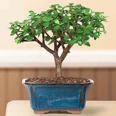 Dwarf Jade Bonsai Tree Valentine's day gift