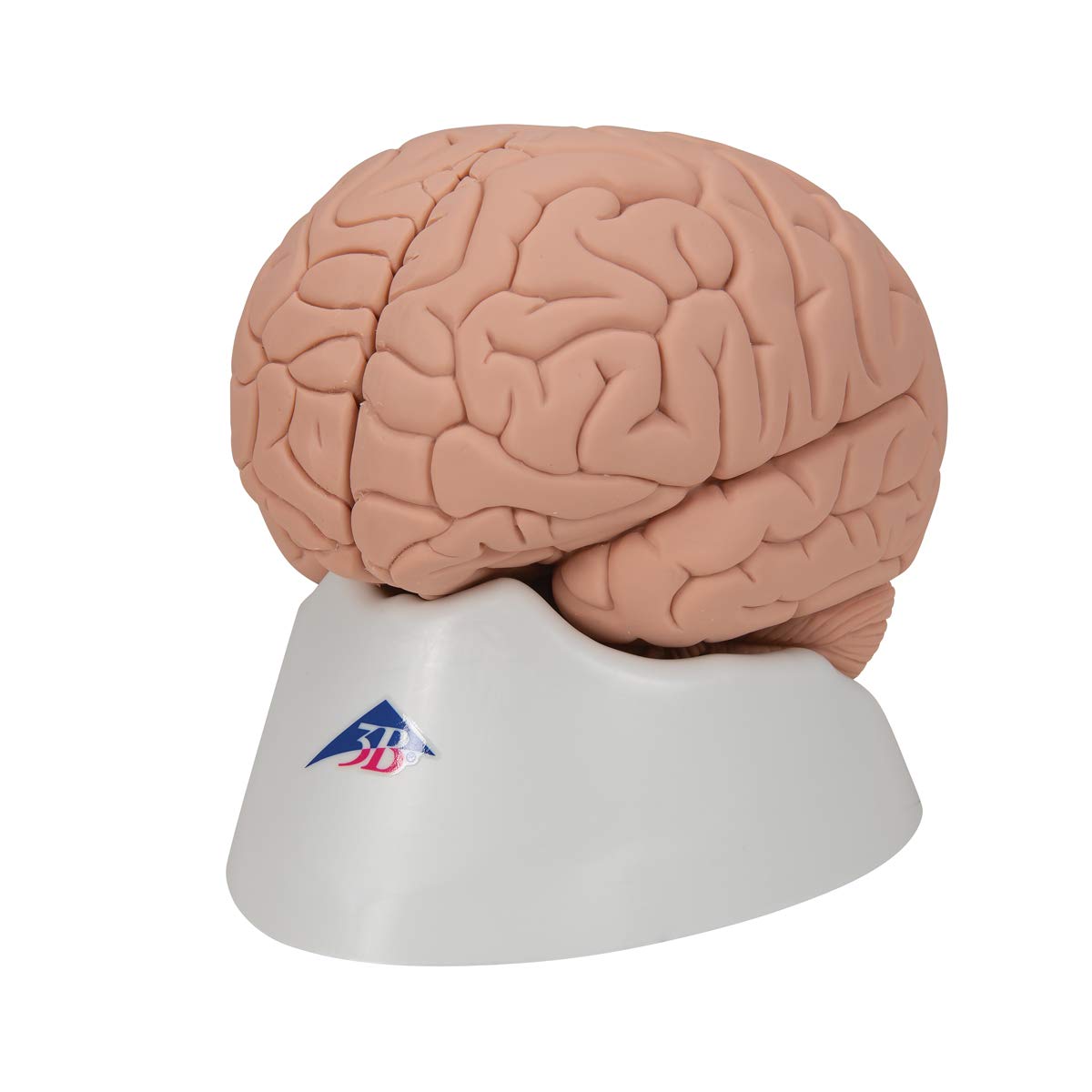3B Scientific C15/1 wprowadzający model mózgu, 2 części darmowe oprogramowanie anatomiczne - 3B Smart Anatomy