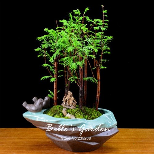 100pcs Chinesisches Rotholz Bonsai-Baum Grove Metasequoia glyptostroboides  Bonsai Samen DIY HauptGardening : Amazon.de: Garten